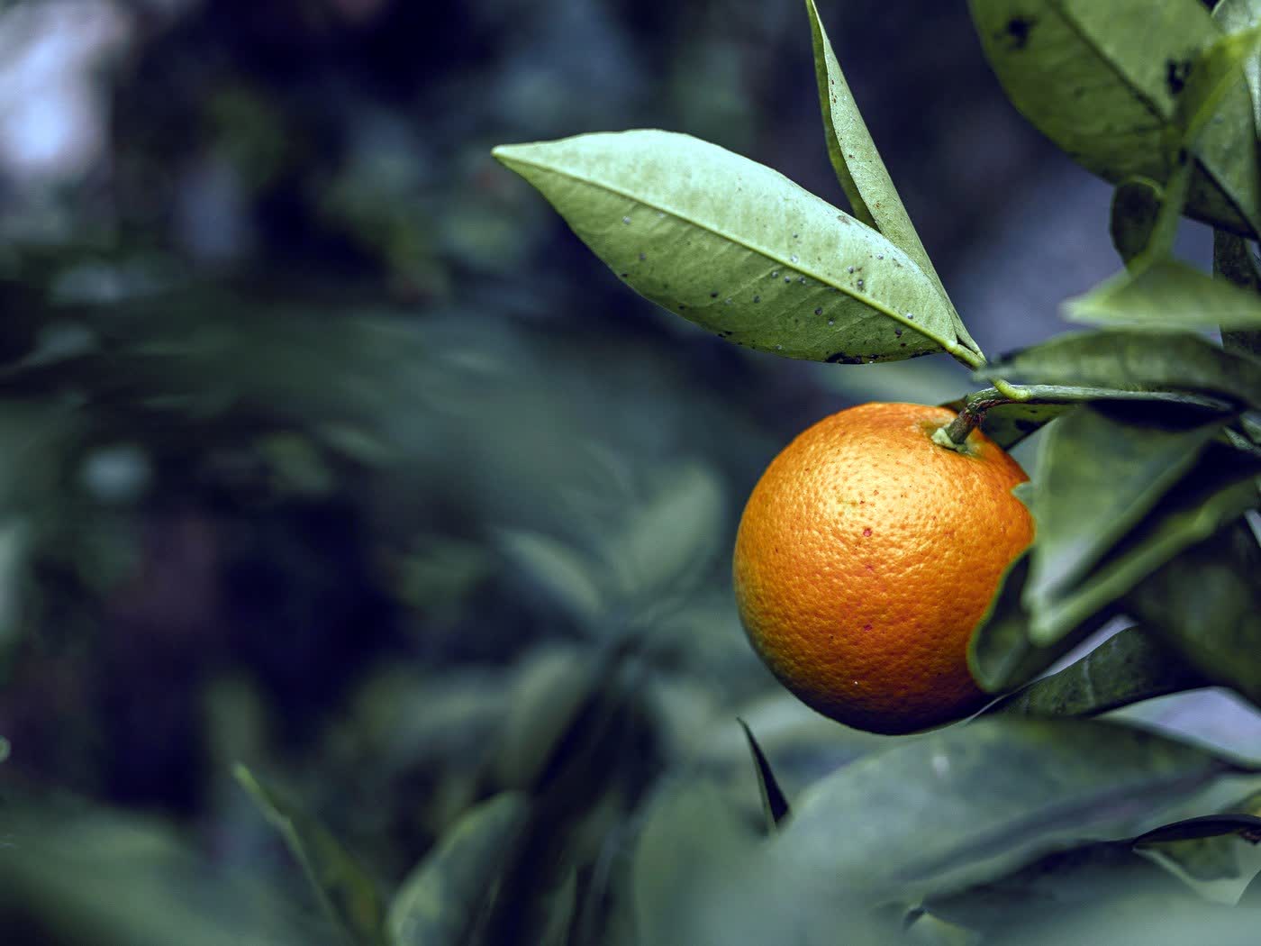 I Frutti del Sole